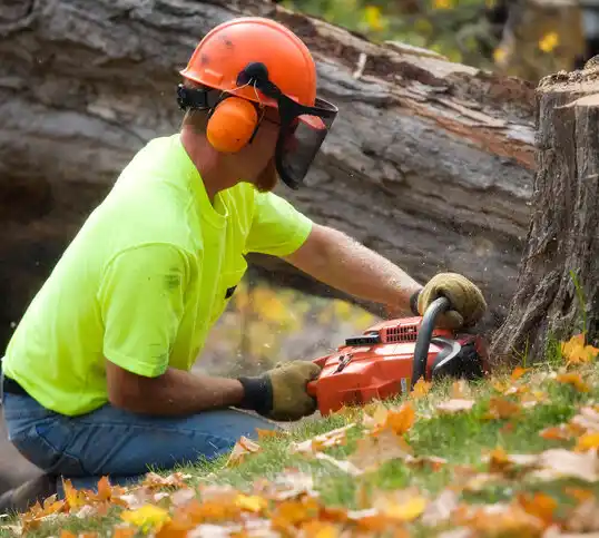 tree services Eyota